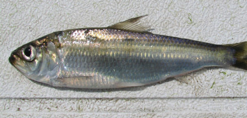 Alewife forage species