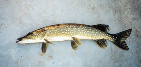 Image for Ecometrix supports development of extensive online database of Ontario freshwater fish species
