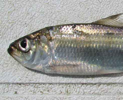 Alewife forage species