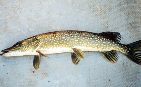 Image for Ecometrix supports development of extensive online database of Ontario freshwater fish species