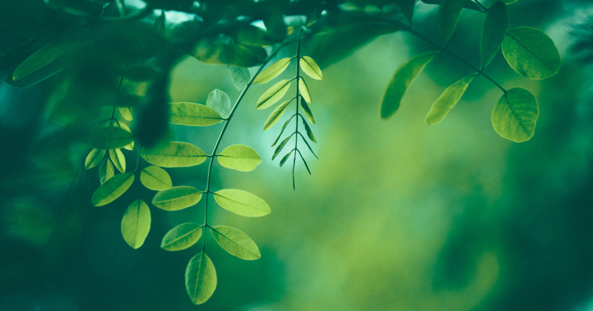 Ecometrix Inc. | Ecometrix at International Phytotechnology…