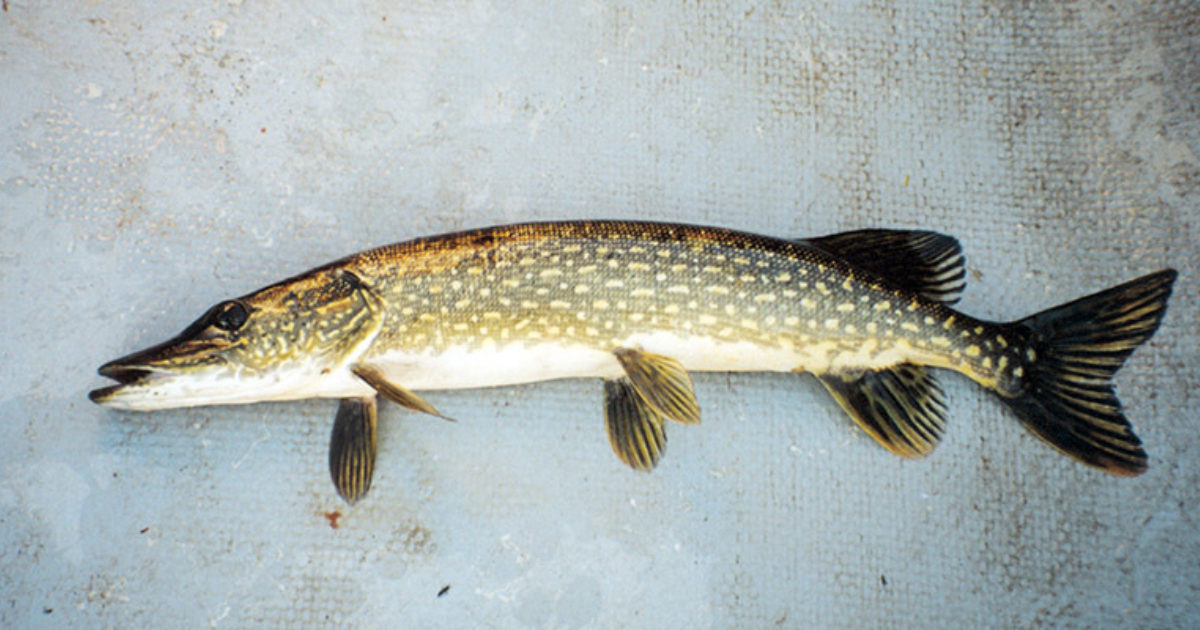 Ontario Freshwater Fishes Life History Database… Inc.
