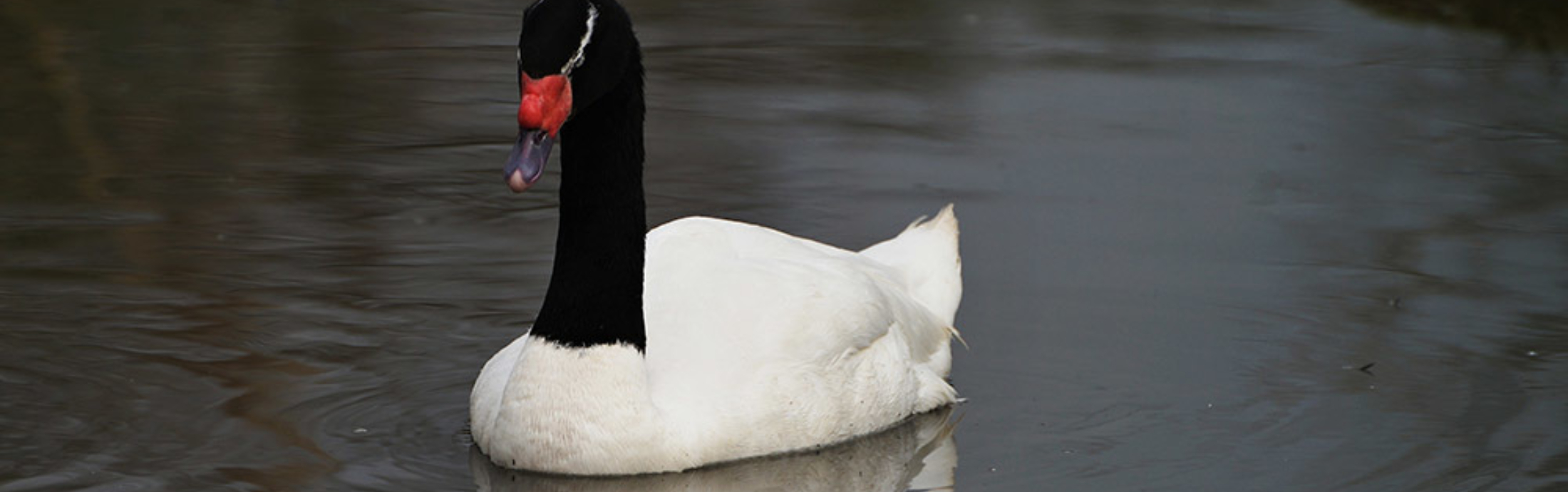Black necked swans