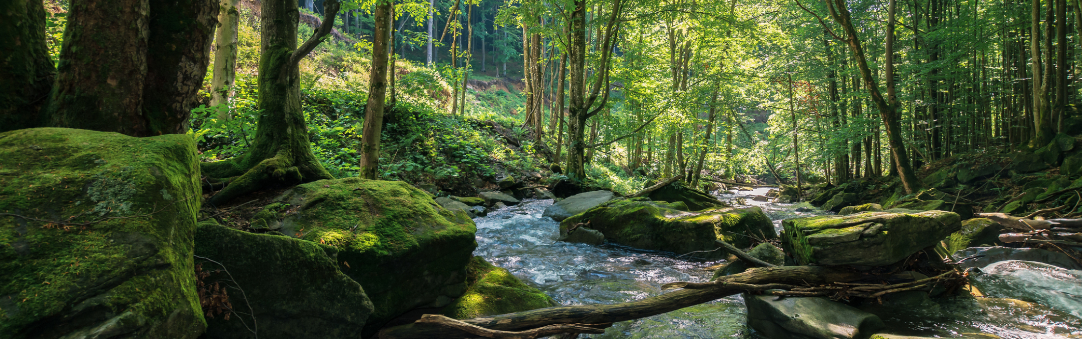 A stream with rocks runs through the forest.
