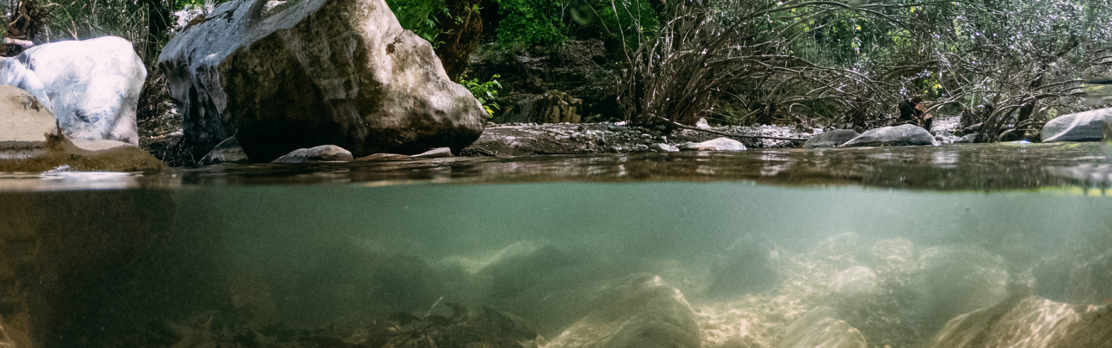 An above water and underwater view of a stream with greenery above the surface and rocks below.