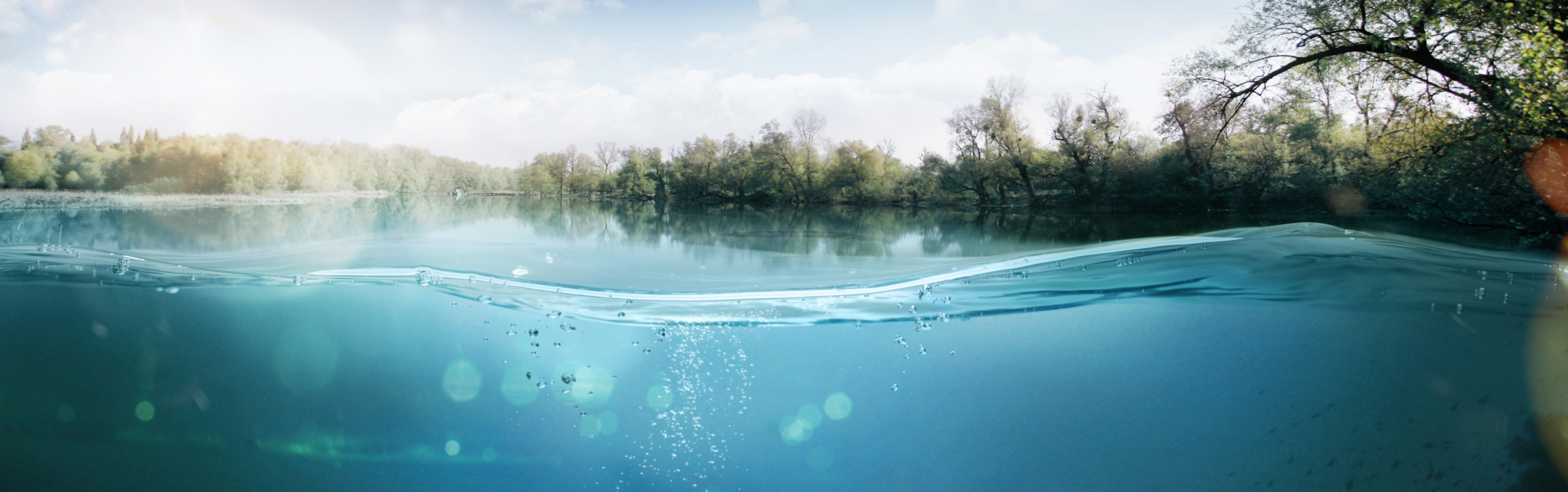An underwater view of a lake surrounded by trees.
