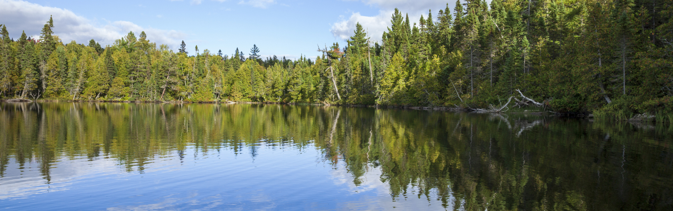 Blue lake surrounded by pine trees.