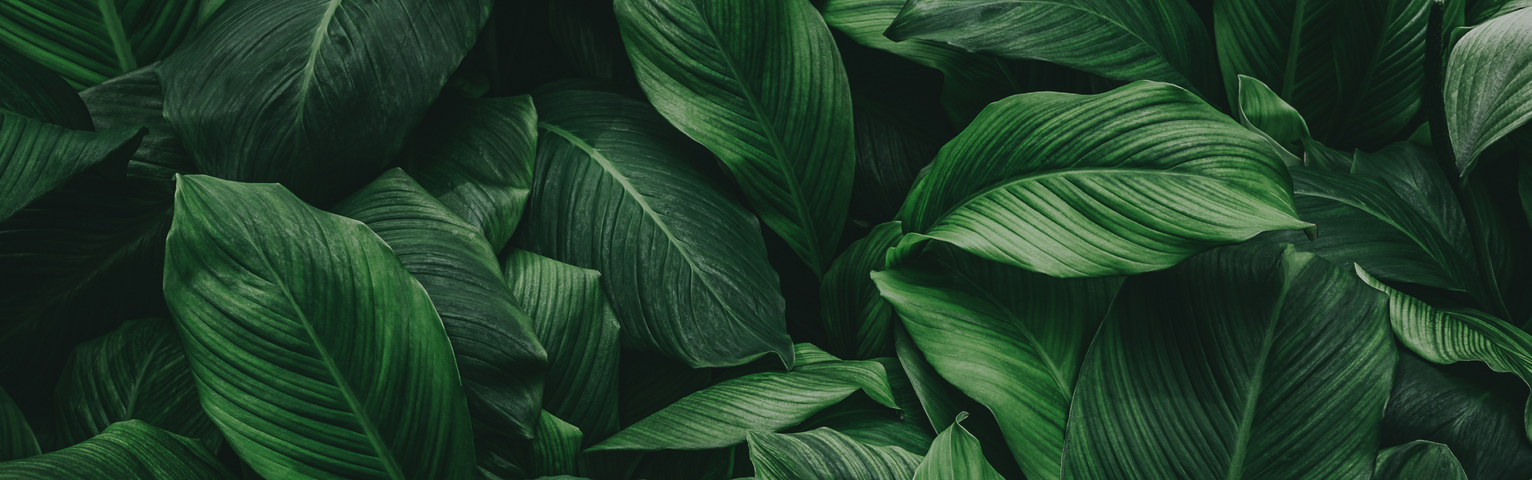 Overlapping leaves.