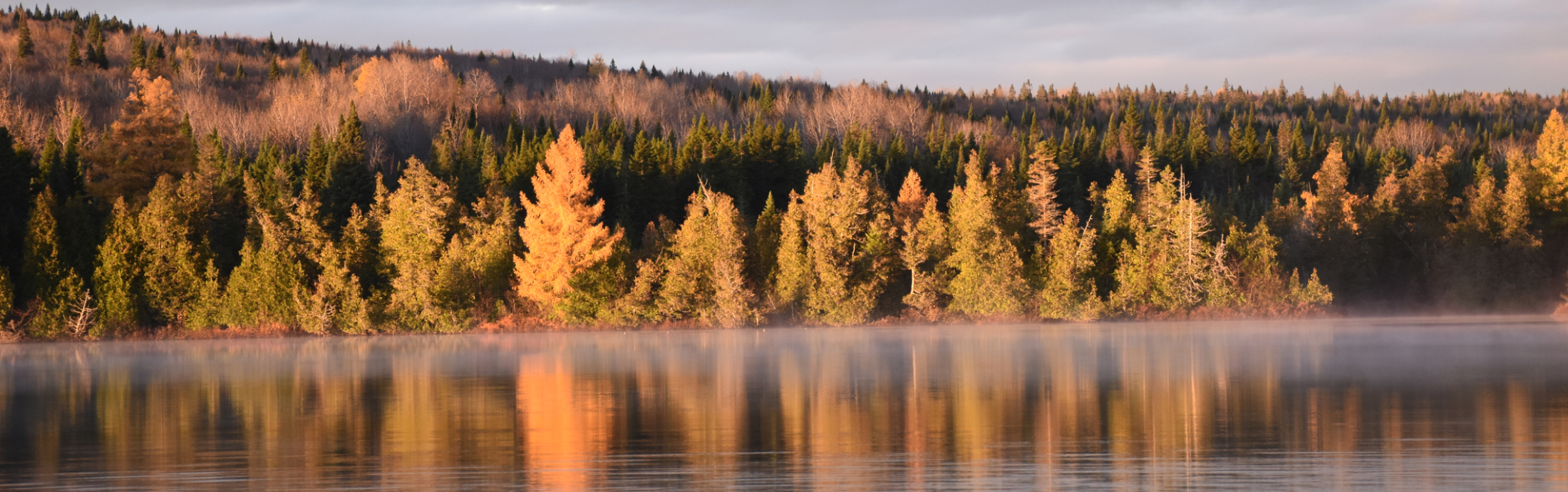A lake surrounded by trees.