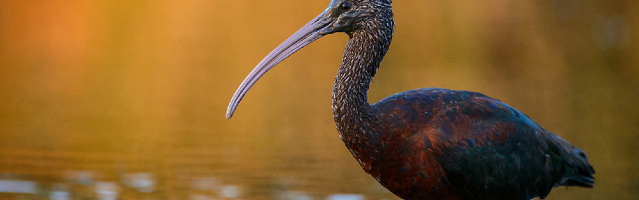Wetland Remediation Strategy