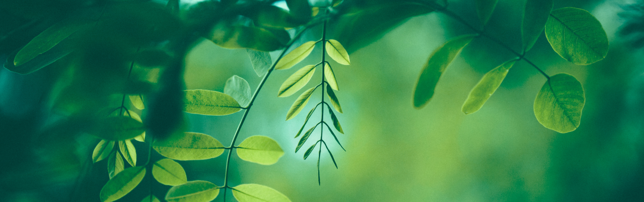 Leafs in front of a blurred background.