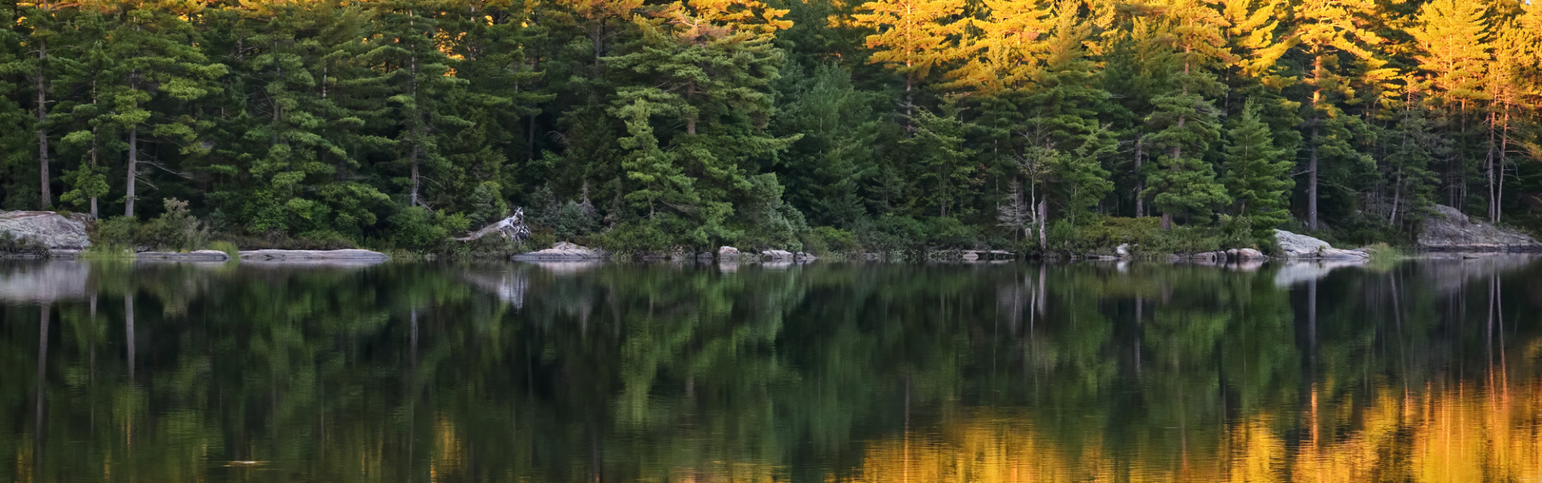 Pine trees and their reflections on lake water.