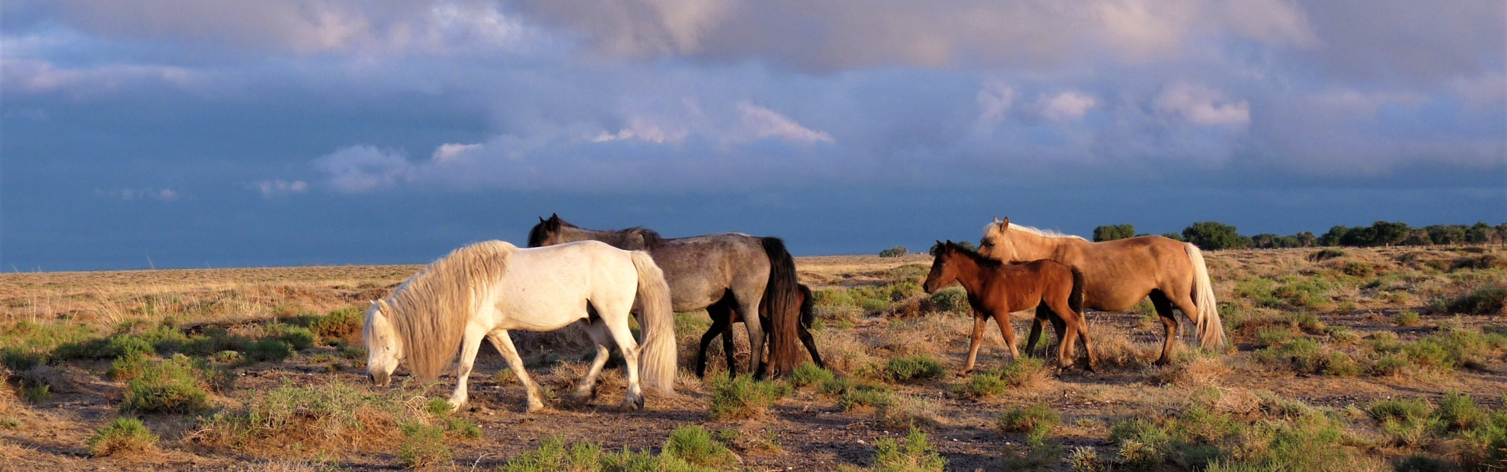 Horses grazing in feed