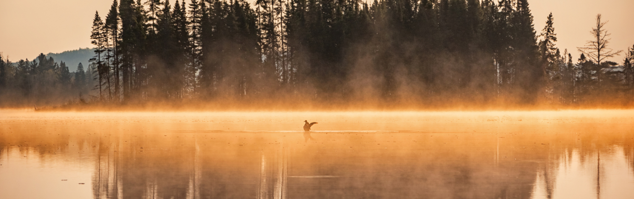 Landscape photo of a misty lake and a duck in Algonquin Provincial Park, Ontario, Canada during sunrise.