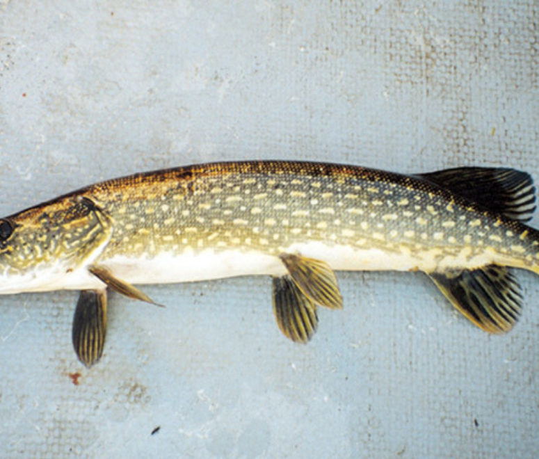 Freshwater fish database