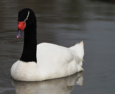 Black necked swans