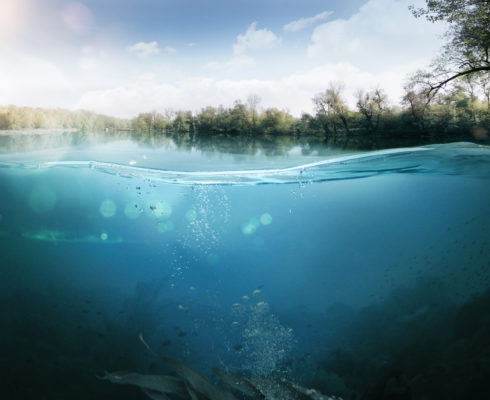 An underwater view of a lake surrounded by trees.