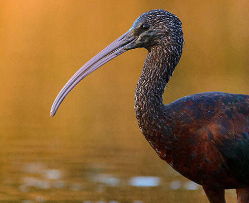 Wetland Remediation Strategy