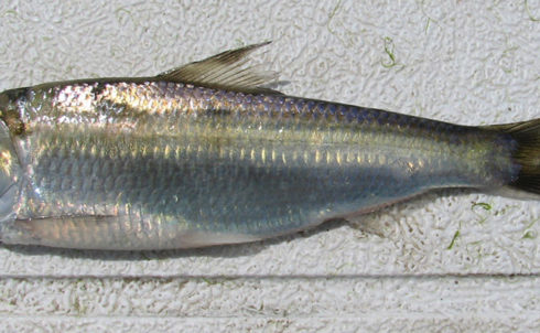 Alewife forage species