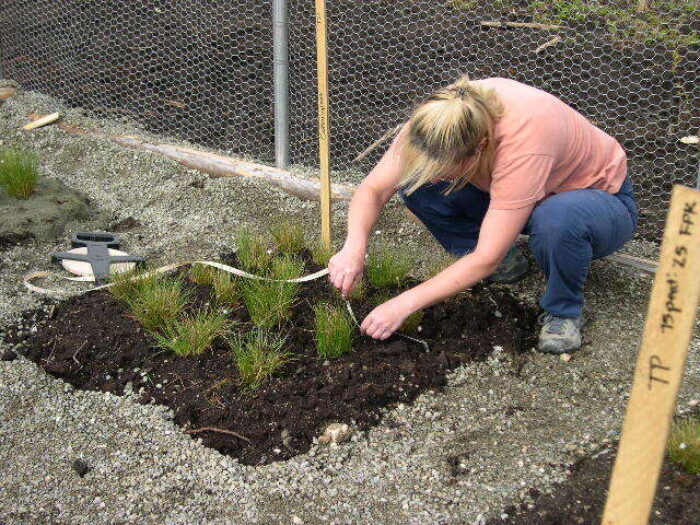 Carman working on test plots from her Masters project.