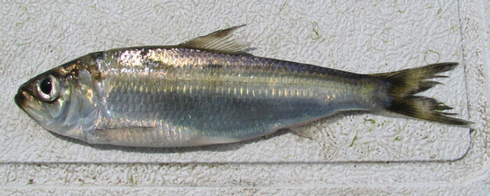 The alewife fish.