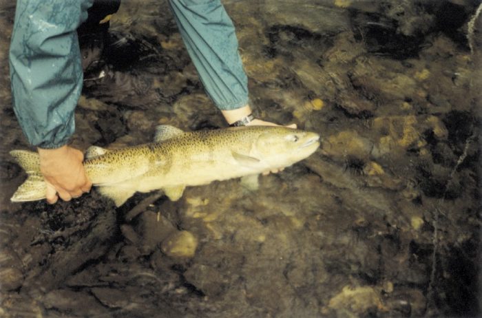 Chinook Salmon Adult