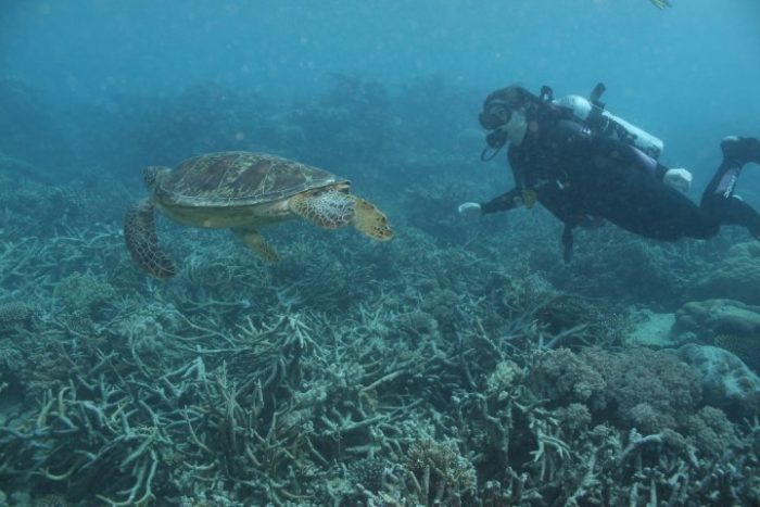 Heather wears scuba diving equipment underwater with a turtle.