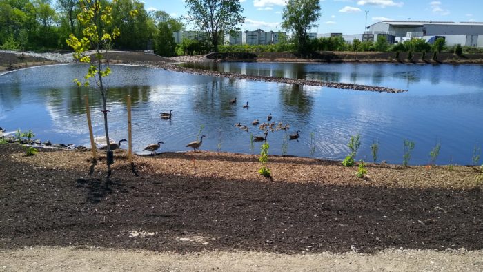 Common loons swimming in pond