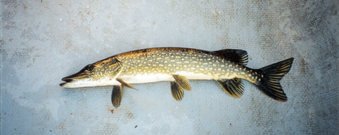 Northern Pike fish.